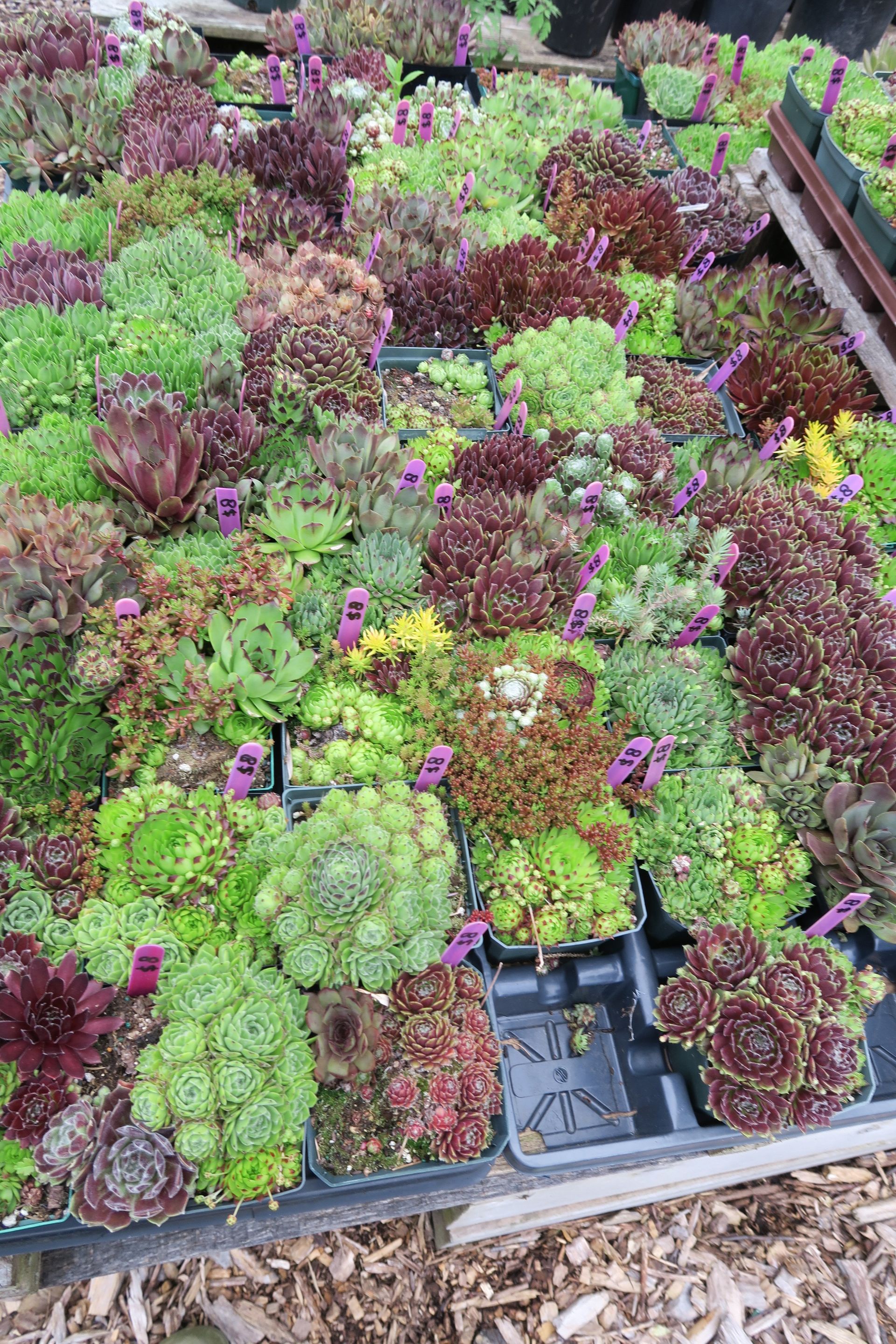 How to maintain hardy succulent garden containers in cold climates